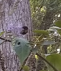 Bombus pensylvanicus