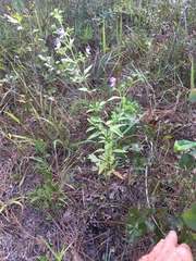 Trichostema dichotomum image