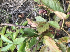 Rubus canadensis