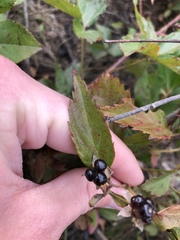 Rubus canadensis