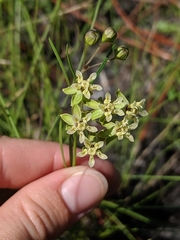 Asclepias viridula