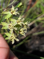 Asclepias viridula