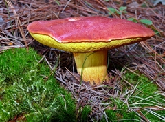 Hortiboletus campestris