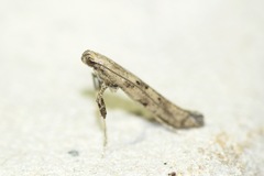 Caloptilia populetorum