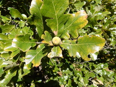 Quercus sinuata breviloba