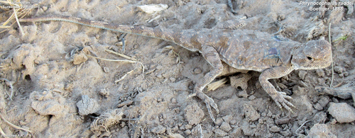 Trans-Caspian Toad-headed Agama, Phrynocephalus raddei