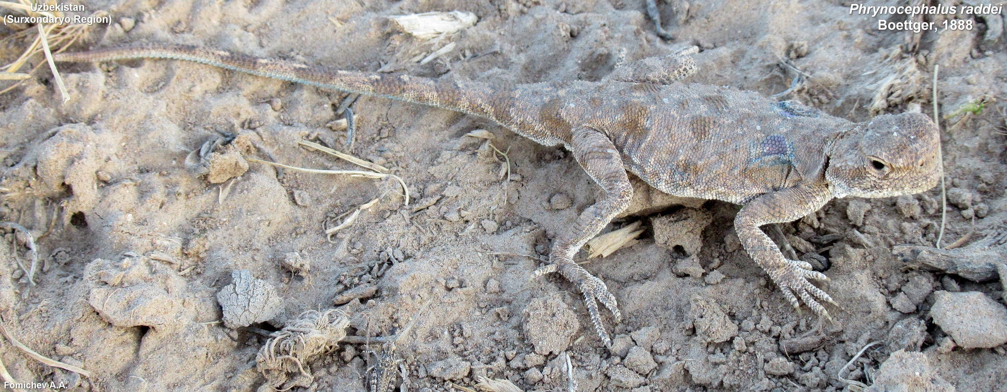 Trans-Caspian Toad-Headed Agama photo 4