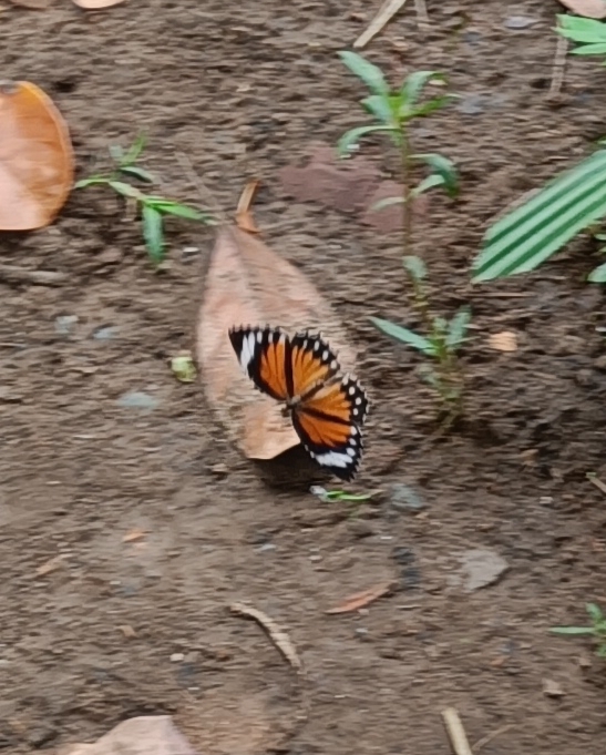 Common Palmfly