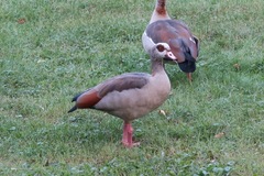 Alopochen aegyptiaca