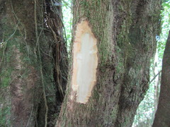 Coccoloba barbadensis