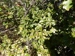 Quercus sinuata breviloba