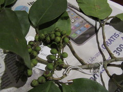 Coccoloba barbadensis