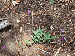 Mirabilis melanotricha