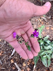 Mirabilis melanotricha