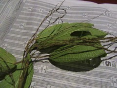 Myriocarpa heterospicata