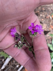 Mirabilis melanotricha