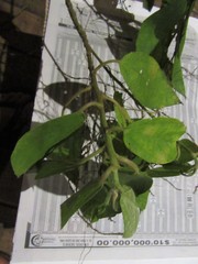 Myriocarpa heterospicata