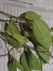 Myriocarpa heterospicata
