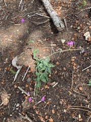 Mirabilis melanotricha