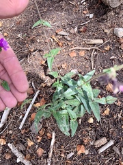 Mirabilis melanotricha