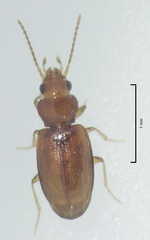 Pericompsus australis