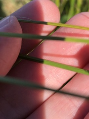 Carex waponahkikensis
