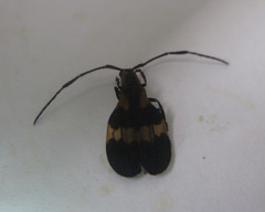 Lycidola flavofasciata
