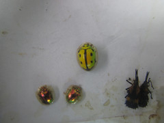 Coptocycla adamantina