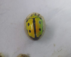 Coptocycla adamantina