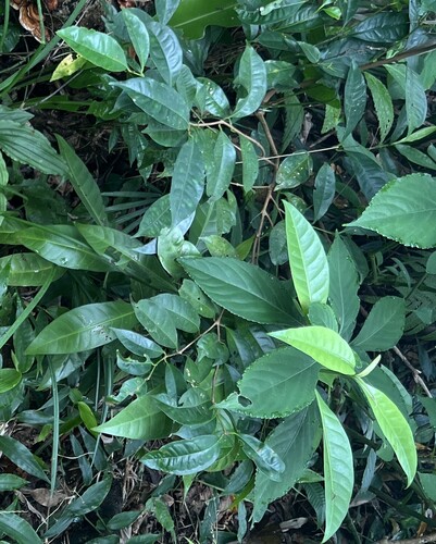 Syzygium simile, photograph 1