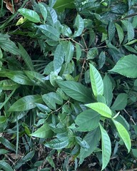 Syzygium simile