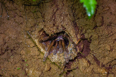 Thrigmopoeus truculentus