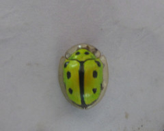 Coptocycla adamantina