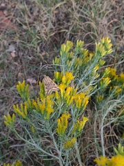 Loxostege cereralis
