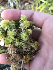 Sphagnum strictum