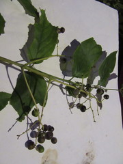Viburnum hartwegii
