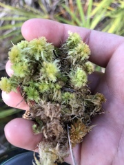 Sphagnum strictum
