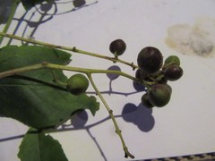 Viburnum hartwegii