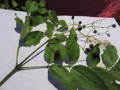 Viburnum hartwegii