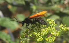 Calopompilus pyrrhomelas