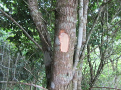 Chrysophyllum mexicanum