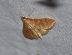 Psara dryalis