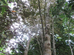 Chrysophyllum mexicanum