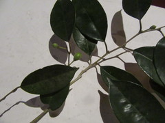 Chrysophyllum mexicanum