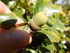 Quercus sinuata breviloba