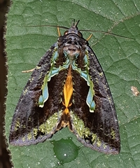 Eudocima smaragdipicta