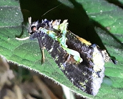 Eudocima smaragdipicta