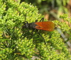 Calopompilus pyrrhomelas