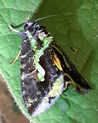 Eudocima smaragdipicta