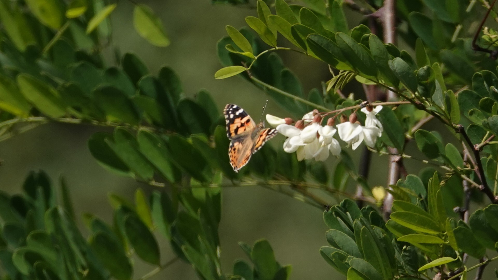 Painted Lady